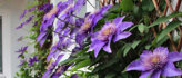 Planten met bloemen